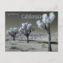 Suche nach yucca postkarten California