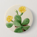 Suche nach kaktus blume buttons Kakteen