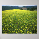 Suche nach gelbe blumen poster Wildblume