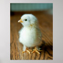 Suche nach küken babyzimmer einrichtung Vogelvogel