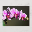 Suche nach orchideen foto postkarten Tropisch