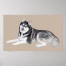 Suche nach siberian husky poster Hund