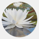 Suche nach seerose aufkleber Flora
