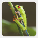 Suche nach rotes auge aufkleber Roter mit augen baumfrosch