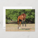 Suche nach akhal teke postkarten Hengst