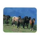 Suche nach mustang magnete Foto