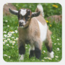 Suche nach baby ziegen aufkleber Tier