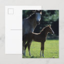 Suche nach backlit postkarten Tier