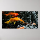 Suche nach koi karpfen poster Unterwasser
