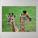 Suche nach langer hals poster Giraffe