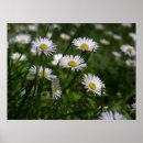 Suche nach gänseblümchen poster Weiß