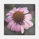 Suche nach pfeife magnete Echinacea