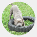 Suche nach staffordshire bull terrier aufkleber Haustier