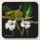 Suche nach orchideen blume untersetzer Blumenphotographie