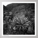 Suche nach ansel adams poster Natur