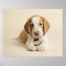Suche nach beagle poster Tierthemen