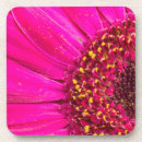 Suche nach asteraceae Nahaufnahme