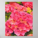Suche nach hydrangea blume poster Natur