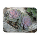 Suche nach succulents magnete Saftig