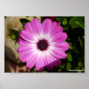 Suche nach gänseblümchen poster Floral