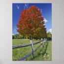 Suche nach ahornbaum poster Adam jones