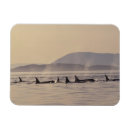 Suche nach orca magnete Tierwelt