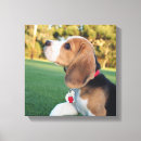 Suche nach beagle leinwandbilder Welpe