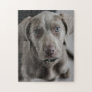 Suche nach weimaraner hund puzzle Welpen