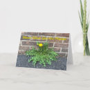 Suche nach löwenzahn karten Unkraut