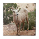 Suche nach ram fliesen Tierwelt