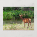 Suche nach weißer bison poster Grenze danita