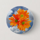 Suche nach gerbera buttons Natur