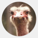 Suche nach strauß aufkleber Spaß