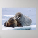 Suche nach atmosphäre poster Tier