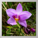 Suche nach wilde orchidee poster Lila