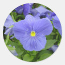 Suche nach pansy aufkleber Lila
