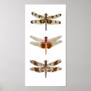 Suche nach tome poster Schmetterling