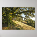 Suche nach oak tree poster Moss