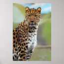 Suche nach orange katze poster Katzen