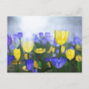 Suche nach lila tulpen postkarten Gelb