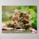 Suche nach maine coon kitten poster Katze