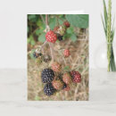Suche nach blackberry karten Fotografie