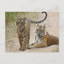 Suche nach bengalen postkarten Jung