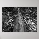 Suche nach fotograf poster Schwarz weiß fotografie