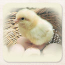 Suche nach vogelbaby wohnen zuhause Huhn