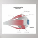 Suche nach muskeln poster Arzt