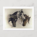 Suche nach pferdeköpfe postkarten Stute