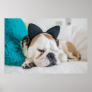 Suche nach schläfrige katze poster Haustiere
