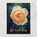 Suche nach orange rose postkarten Für sie
