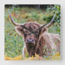 Suche nach schotten poster wanduhren Kuh